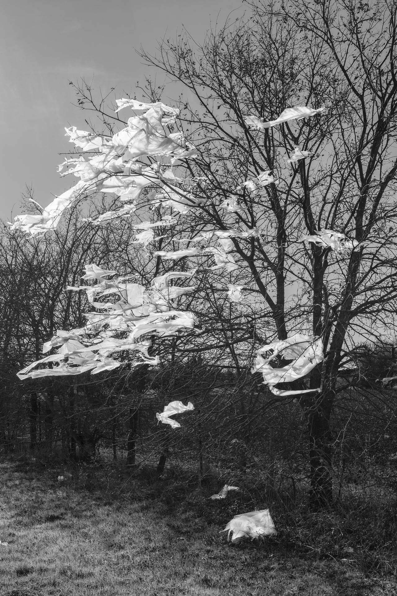 Plastic-in-Tree-Sam-Rayburn-Highway