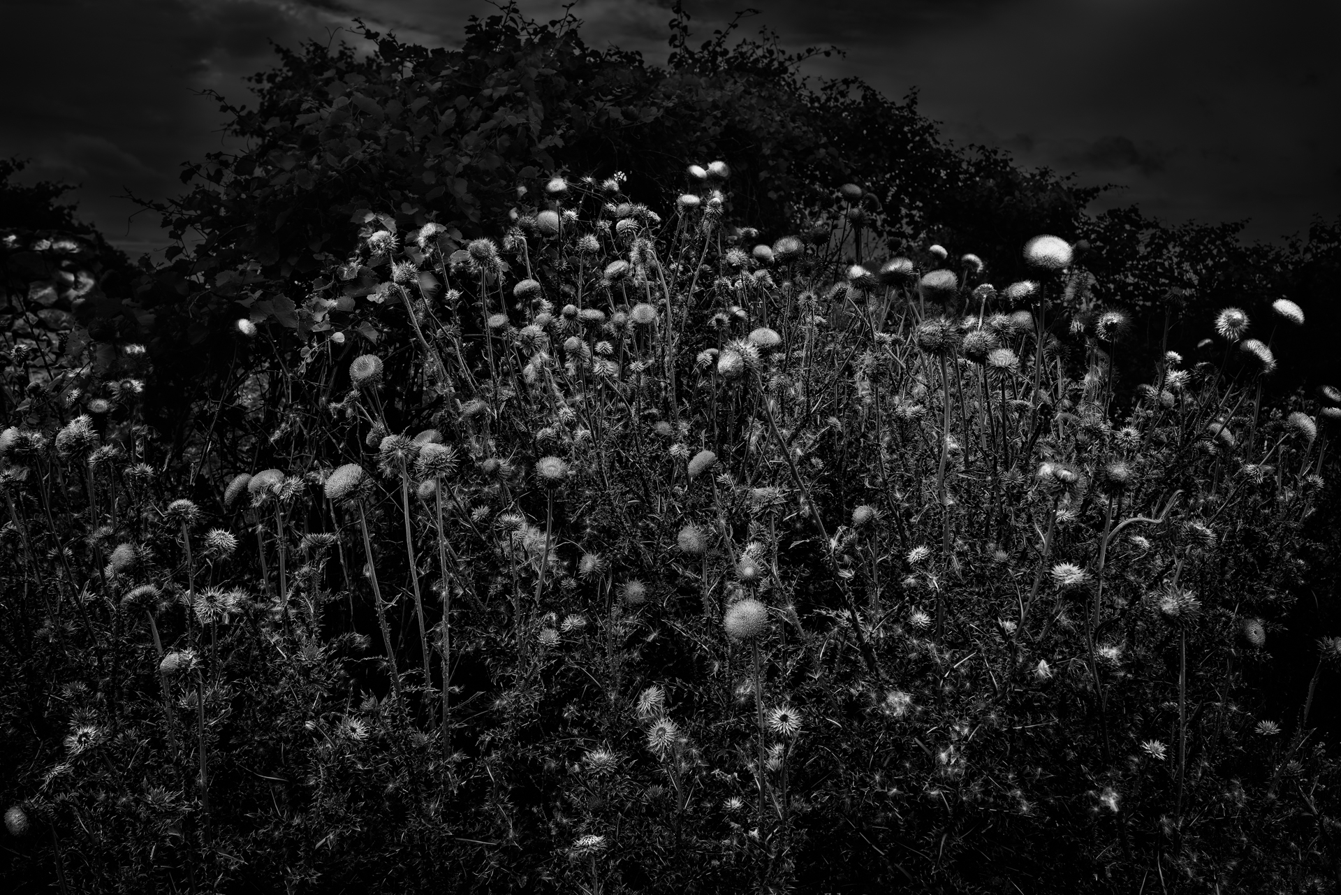 Thistle-Lift-Shadows